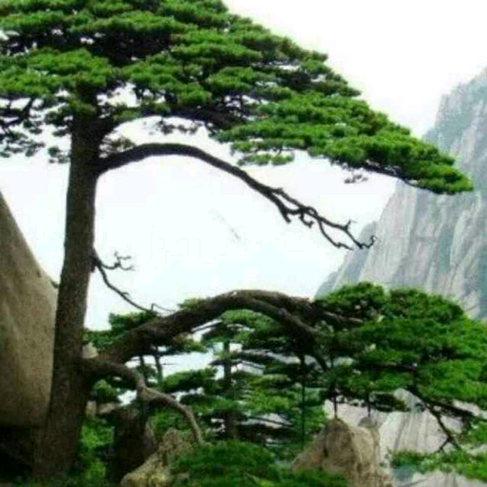 放飞梦想🍎❤️🌹