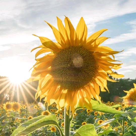 小天才步步高专柜神农城店