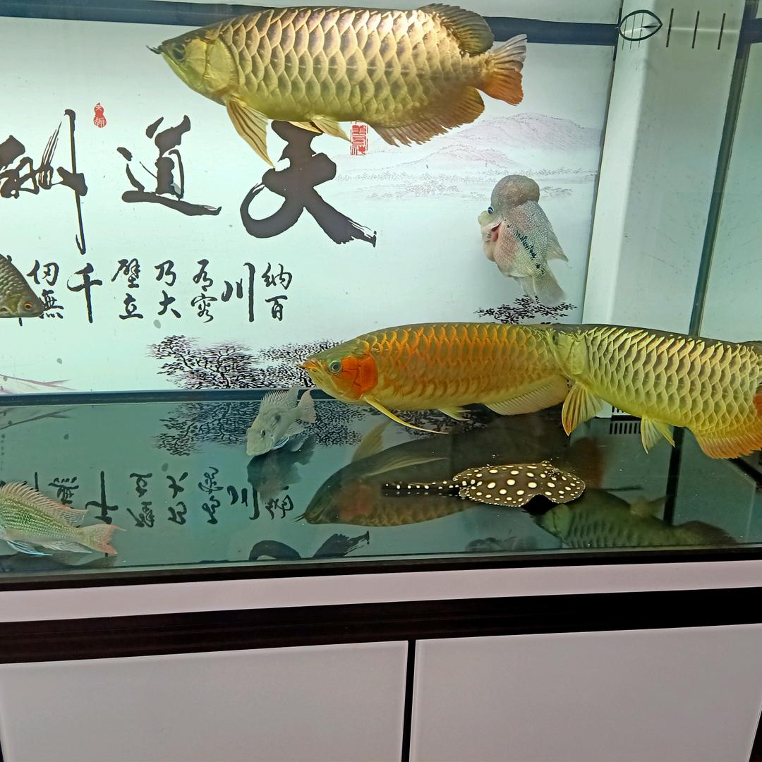 卟囄卟棄
