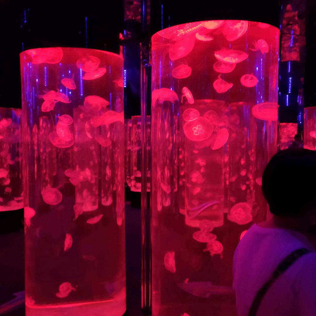 魏（＾Ｏ＾）陈✧*。٩(ˊωˋ*)و年