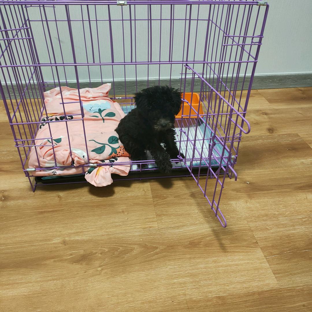 果冻冻拆家喽。