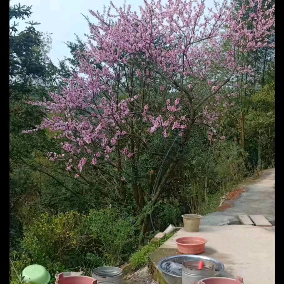 山雨拂商女