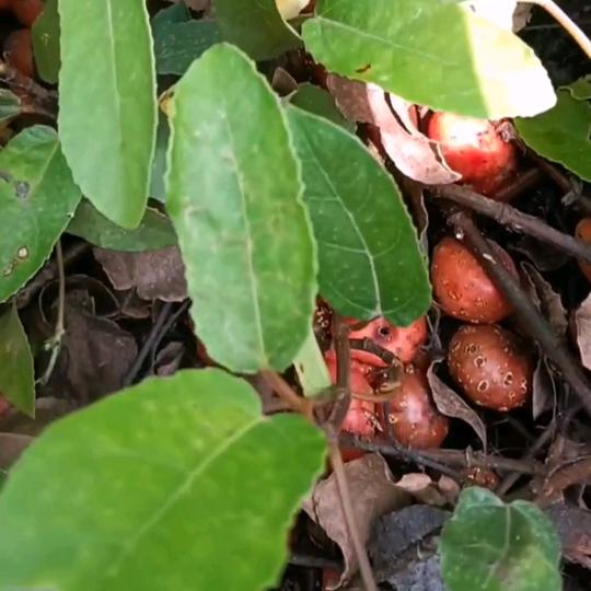贵州野地瓜科技种植基地