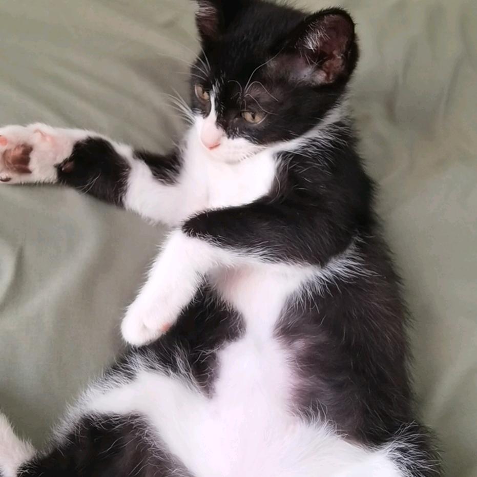 啾咪是个二哈猫