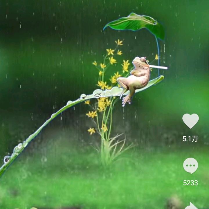 雪中一支花73