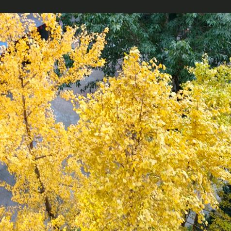 女人花…(勇哥歌迷)