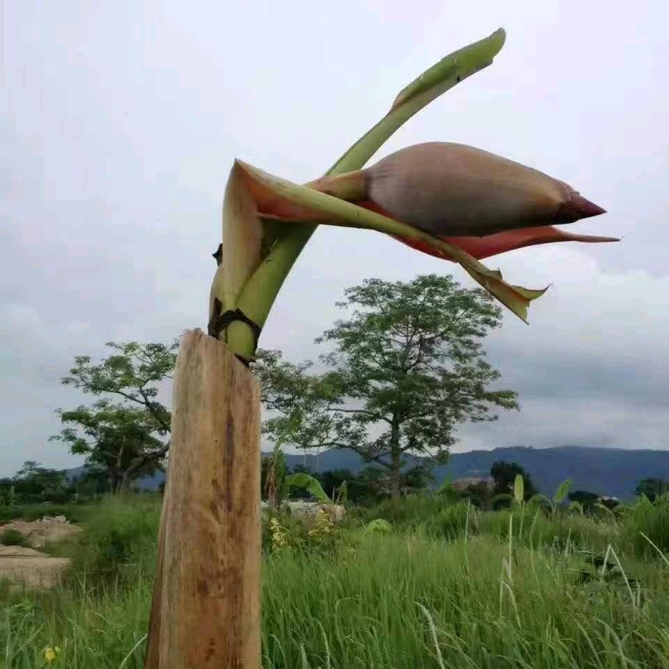 明哥