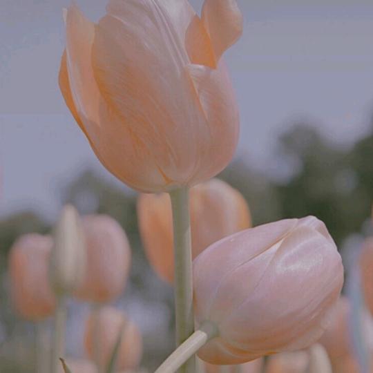 涵笑半步癫