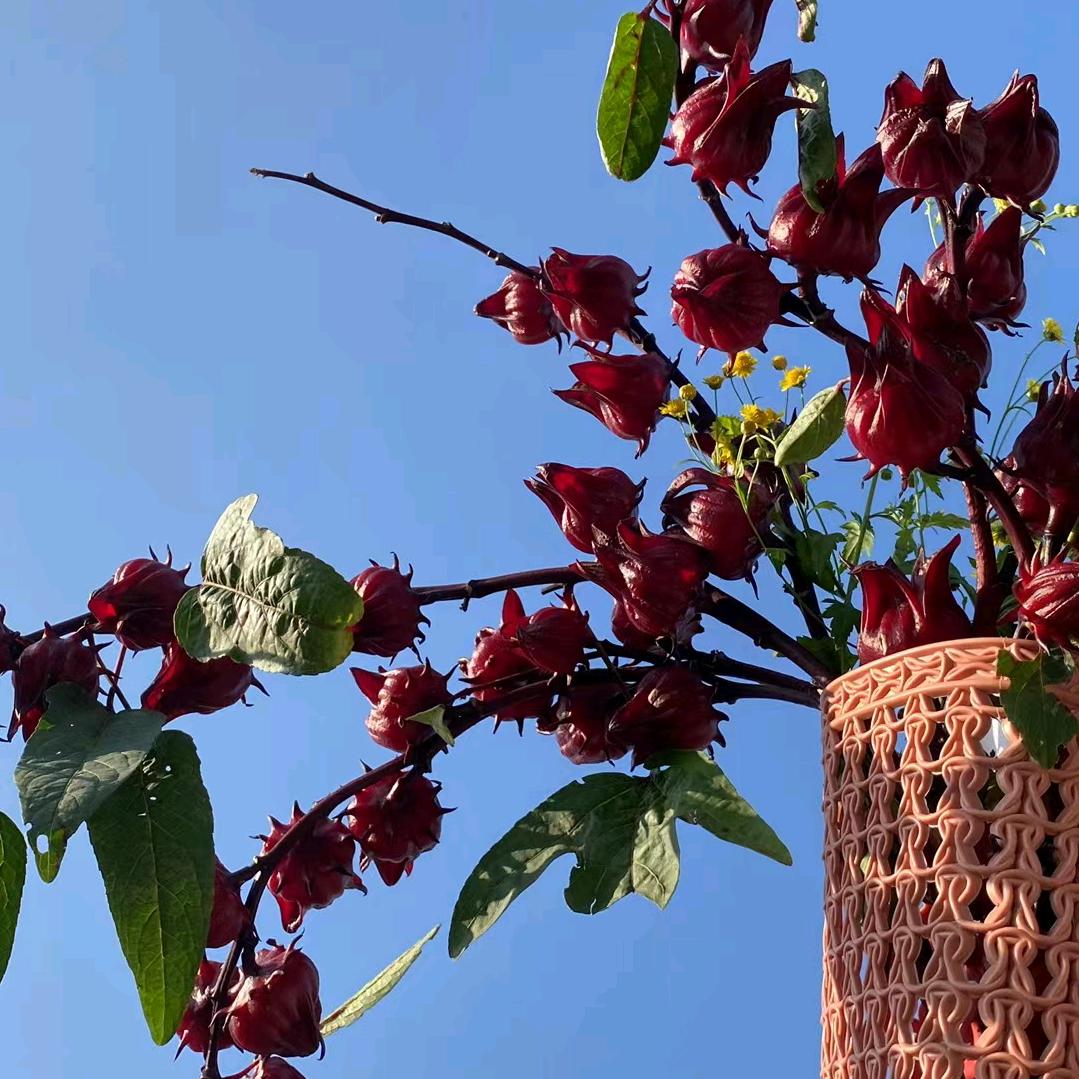 梦想之家_243452182（勿连赞）