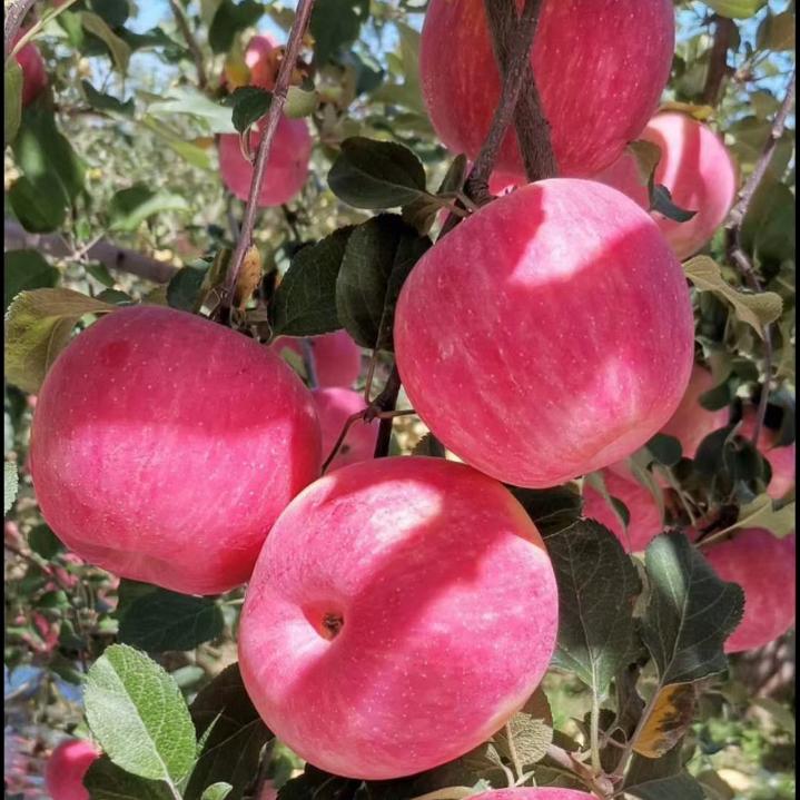 .🐟/天天好心情🐟🐓🐓🐓