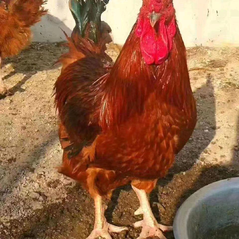 社旗县常年销售鸡鸭鹅苗