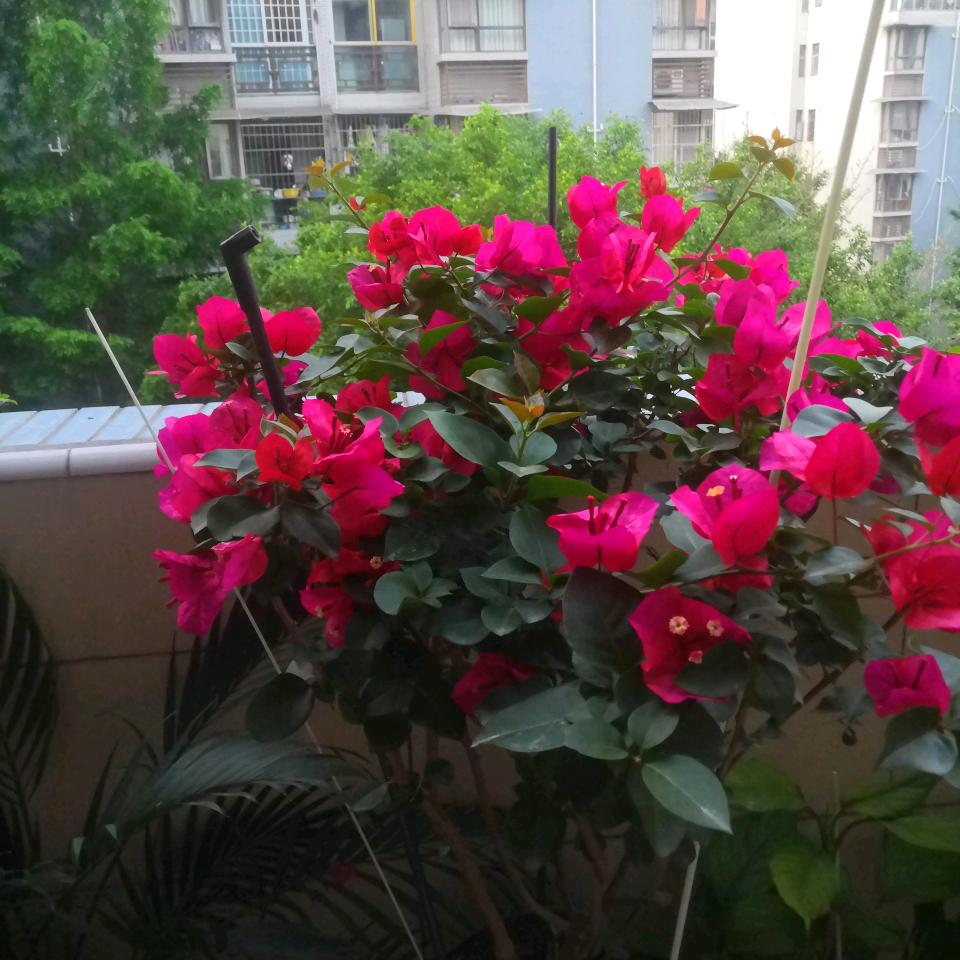小雏菊