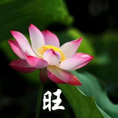 落叶秋