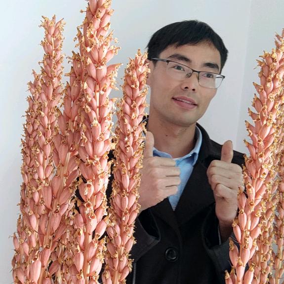 大方农匠天麻