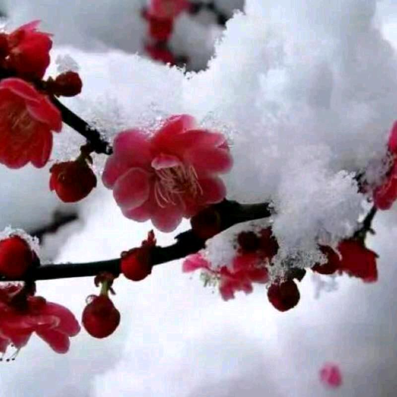 红梅傲雪