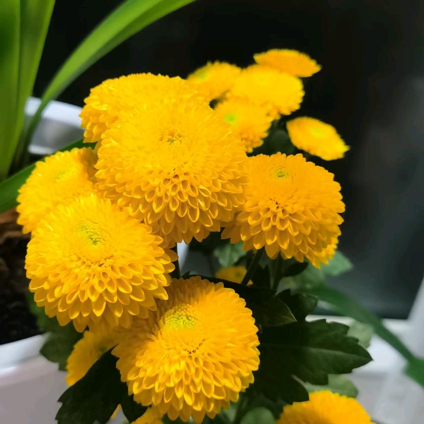 瑞雪如银