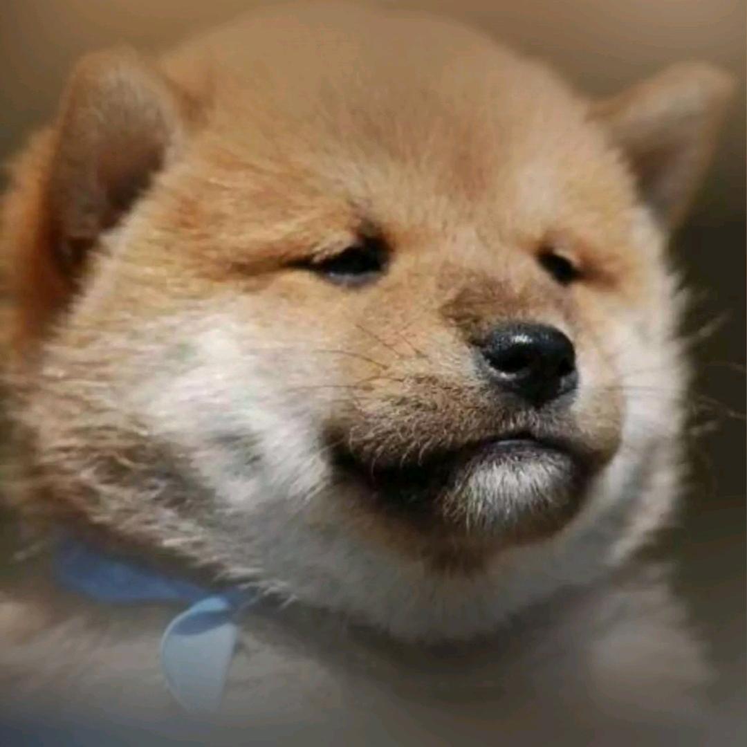 是君君吖。