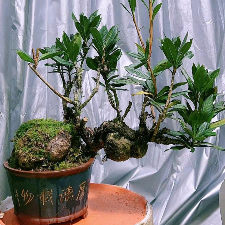 移 花 接 木 （相当来逮）