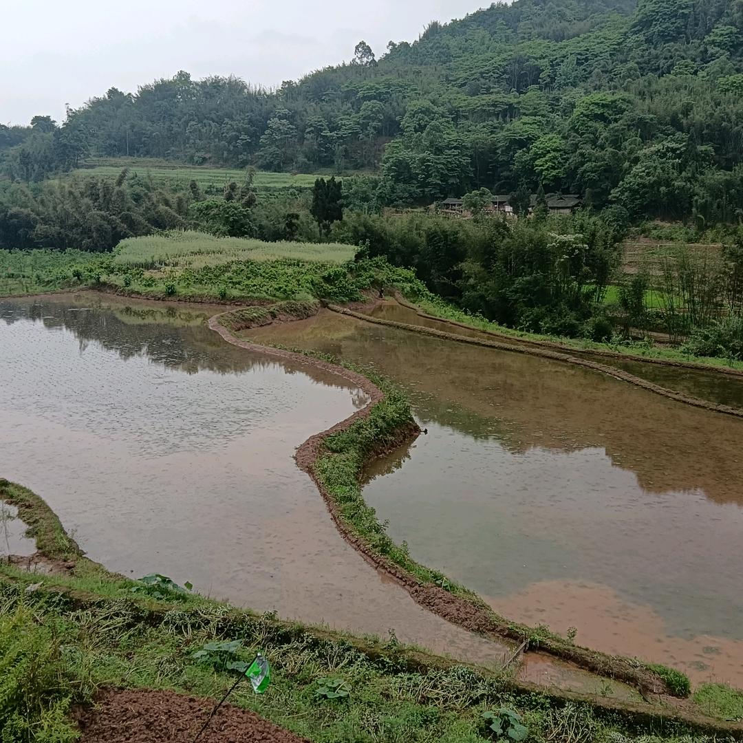 起点春天的小草