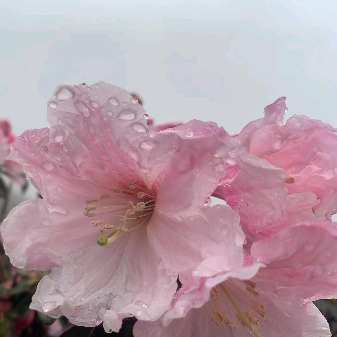 雪儿