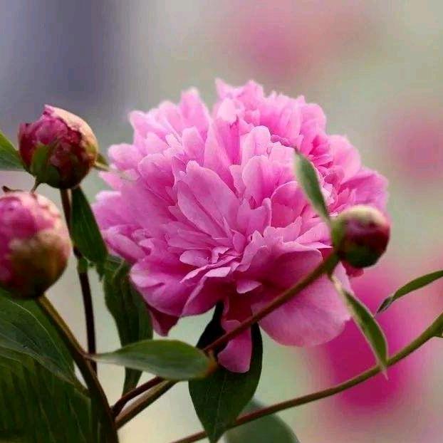 五月花神