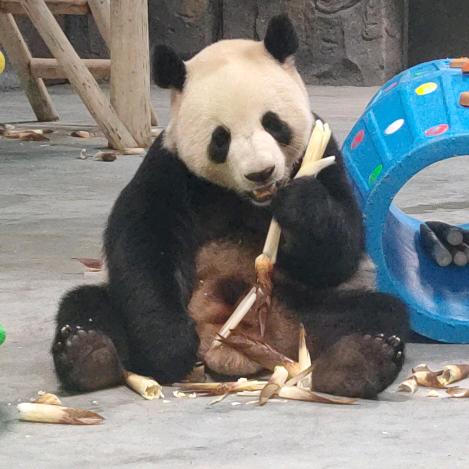 熊猫管家