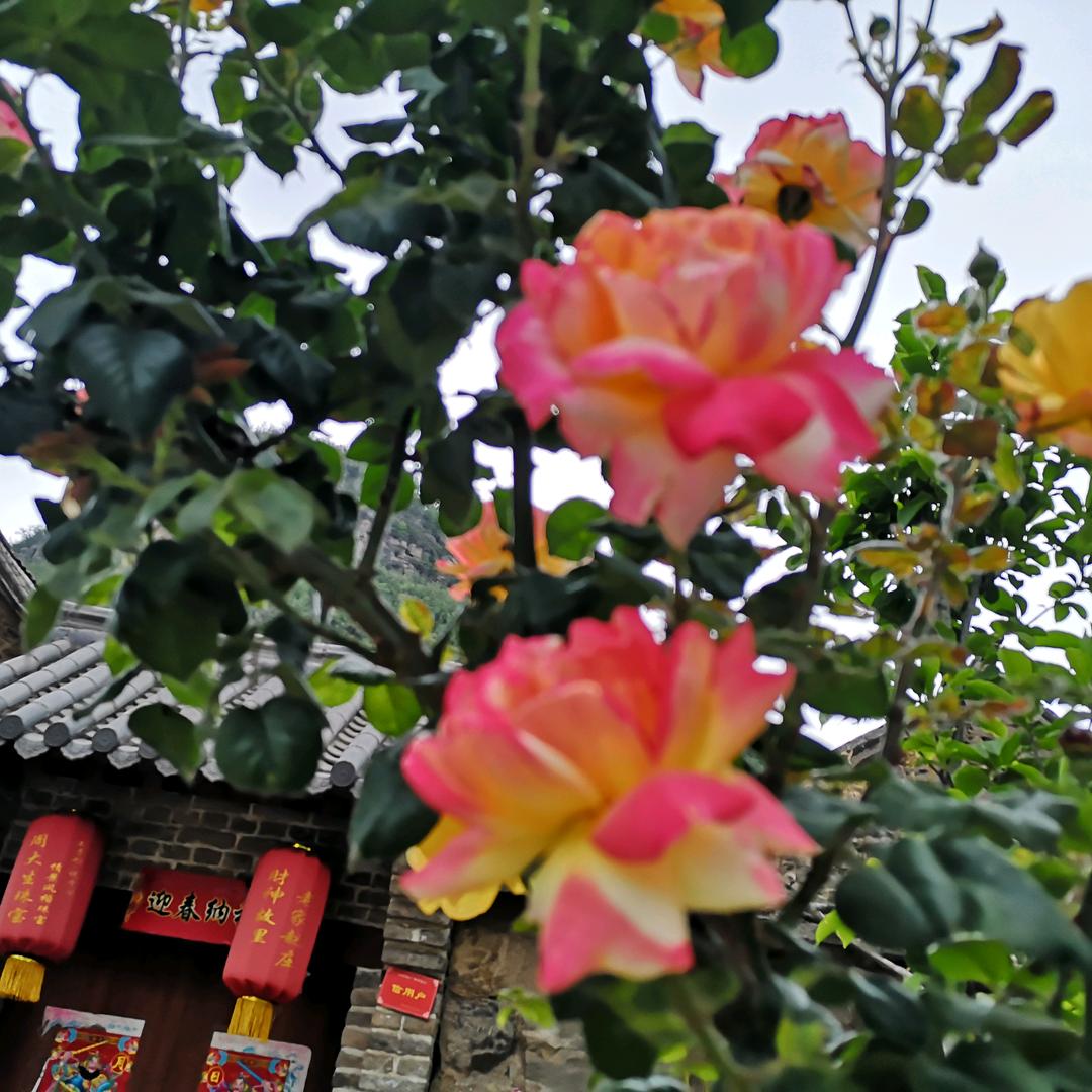 许风梅