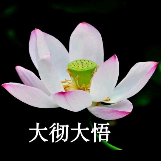老大