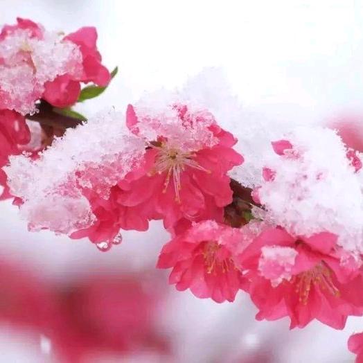 小雪(´๑•_•๑)