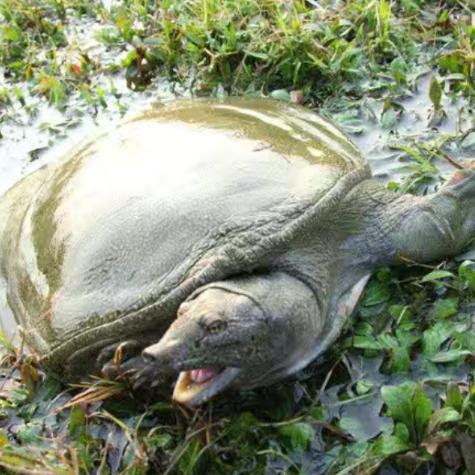 老家观音岩生态甲鱼AAAAAA