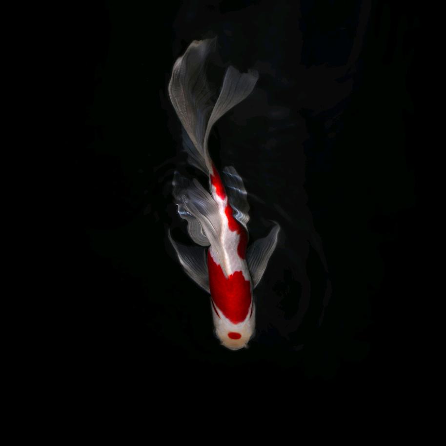 ℋღ᭄小小鱼儿🍒᭄💞࿐萍