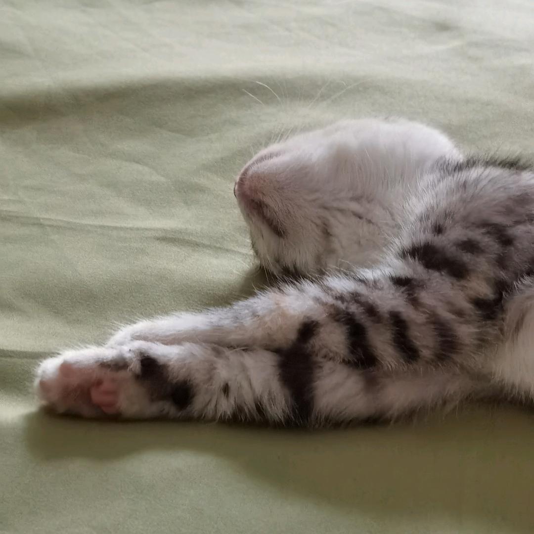 热情大狗(被鹭卓秒赞版！已见十勤版)