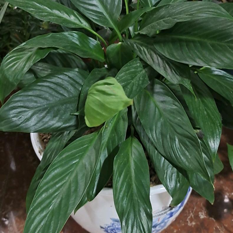 发型设计王老师