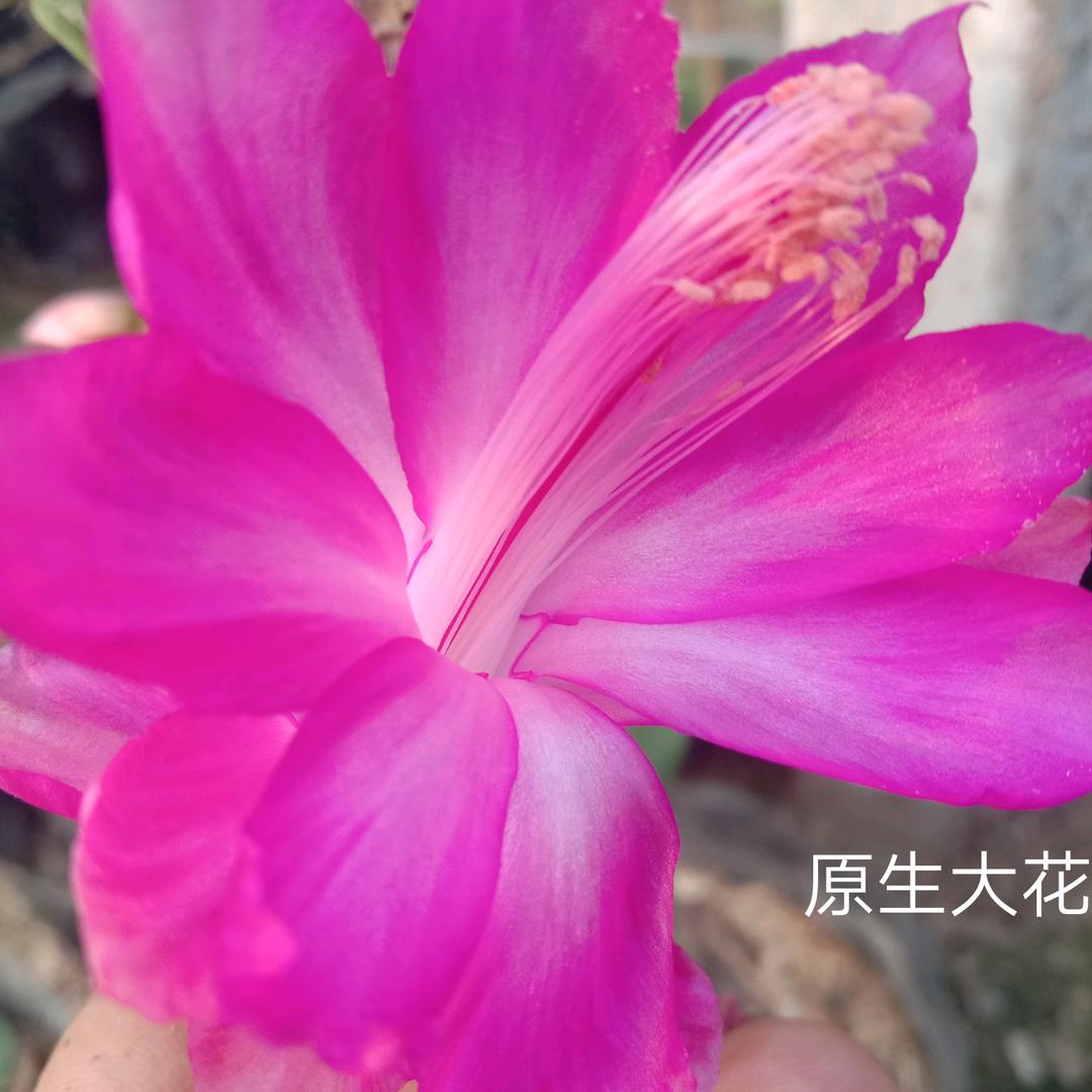 芯芯园艺经营部