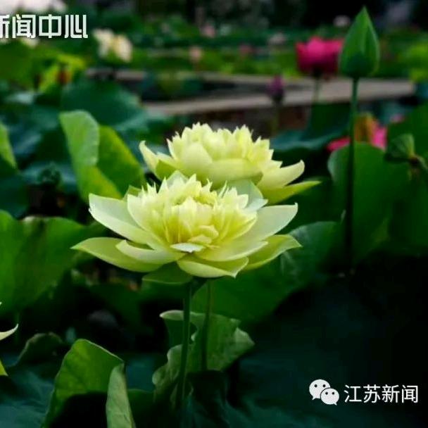 中流击水