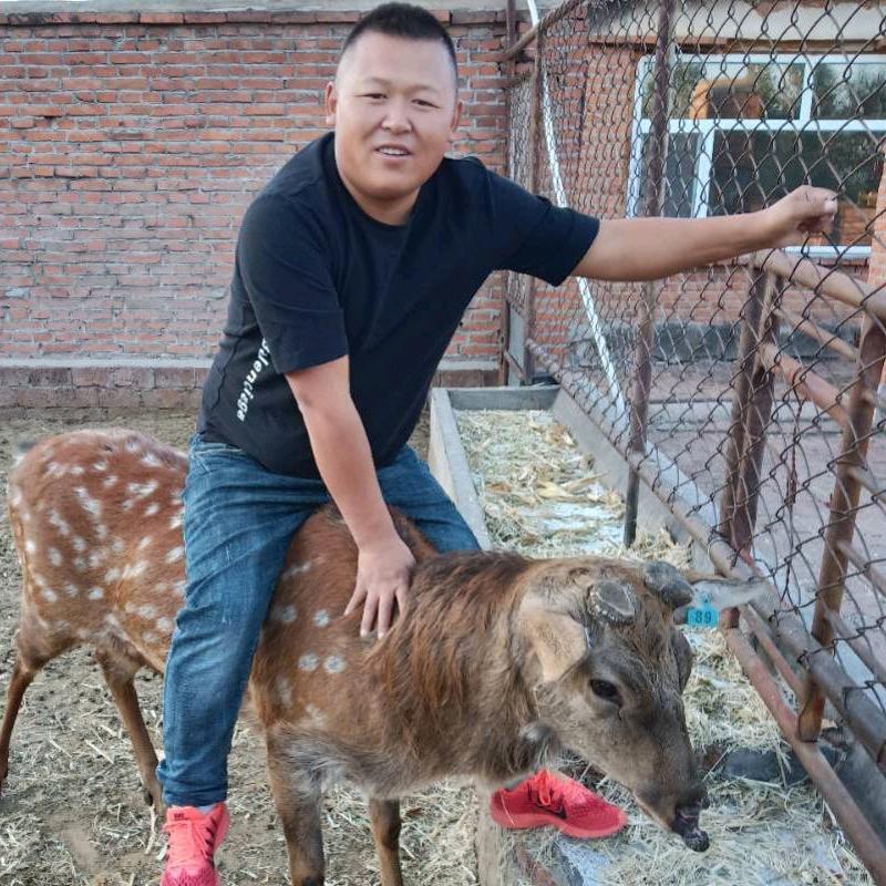 胖哥梅花鹿养殖