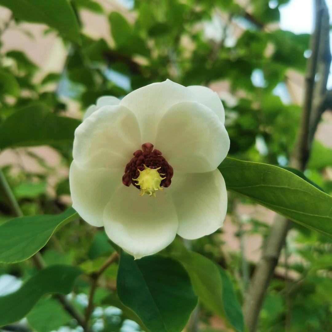 落菂