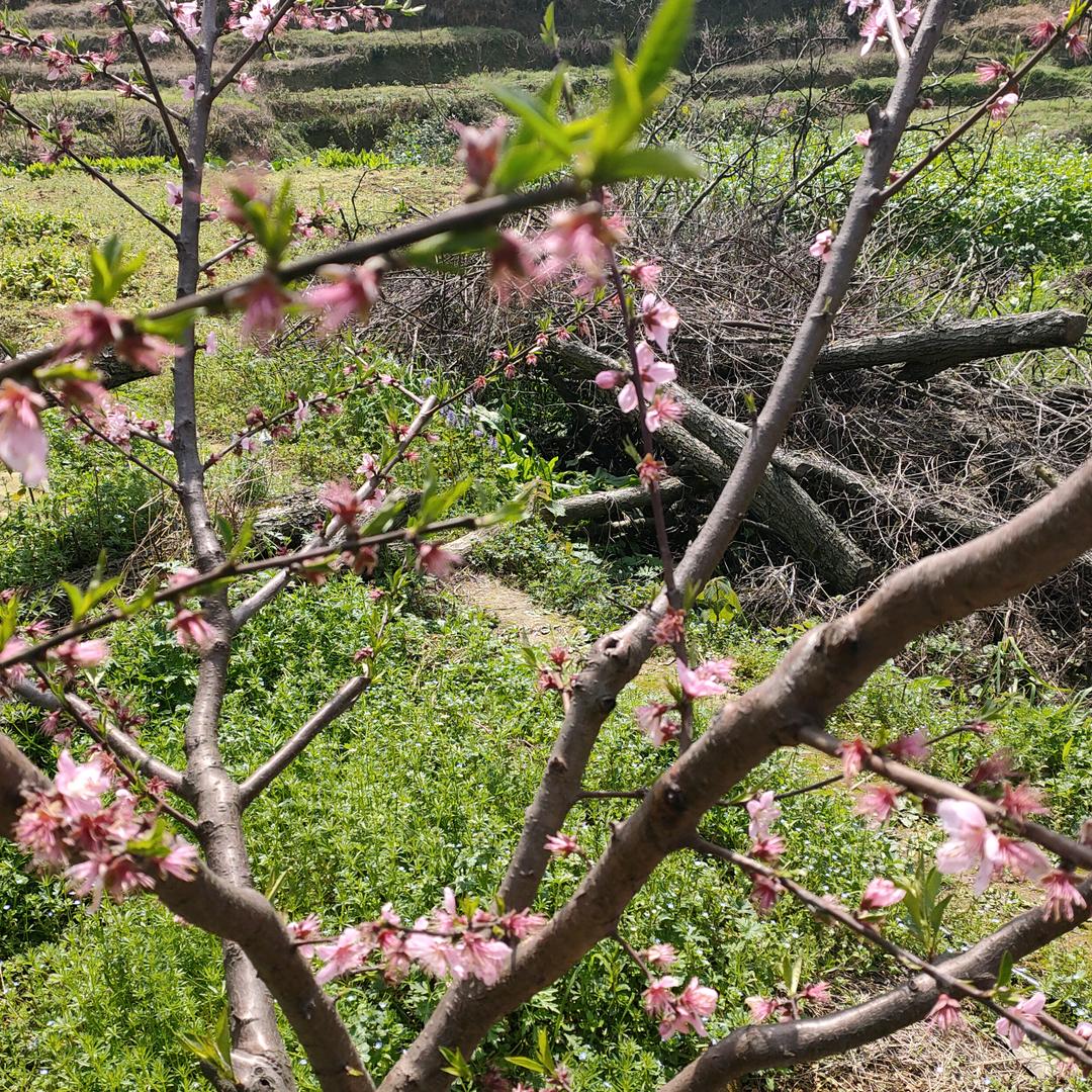 新邵龙泉生态农业开发有限公司