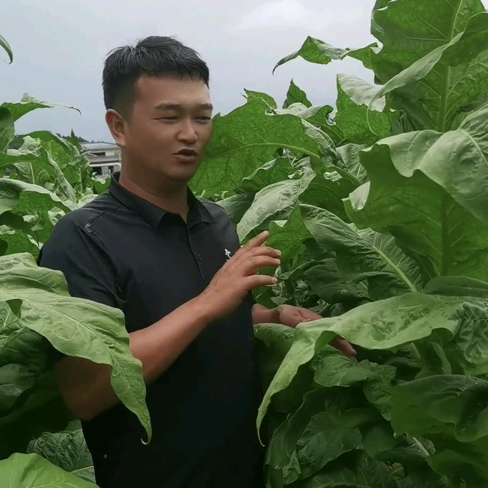 云南毛烟哥