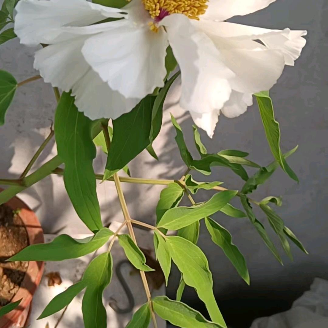 一狼