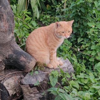 琉璃梦百货商行