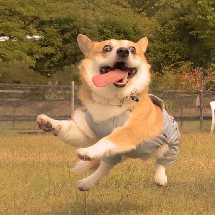 翻斗花园风间澈