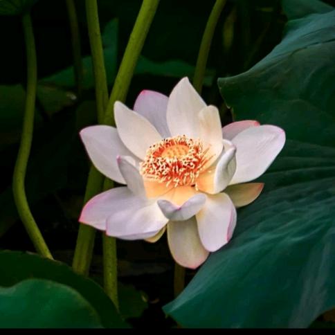 水中月，🦋镜中花木颜轩