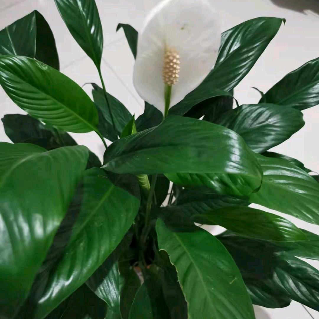 侠风傲骨