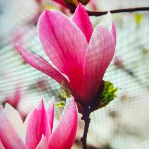 玉兰花🌸