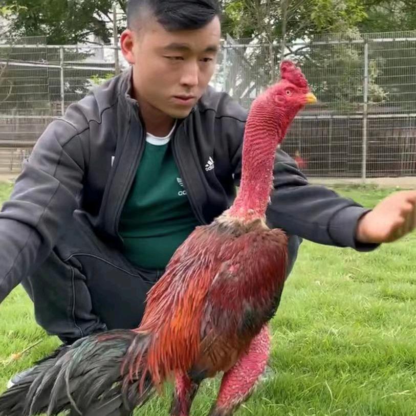 ～幺哥～精选斗鸡养殖