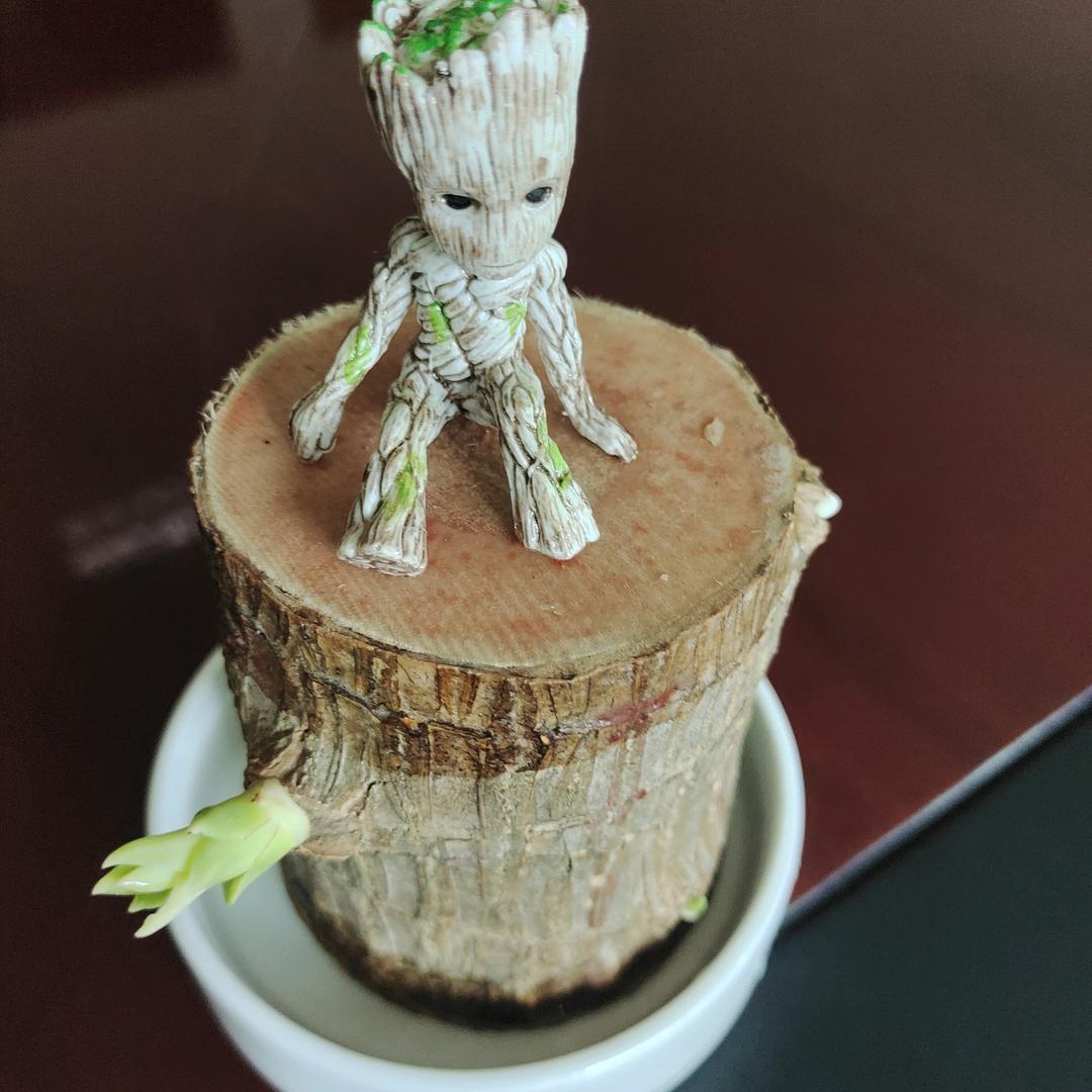 走肖趙