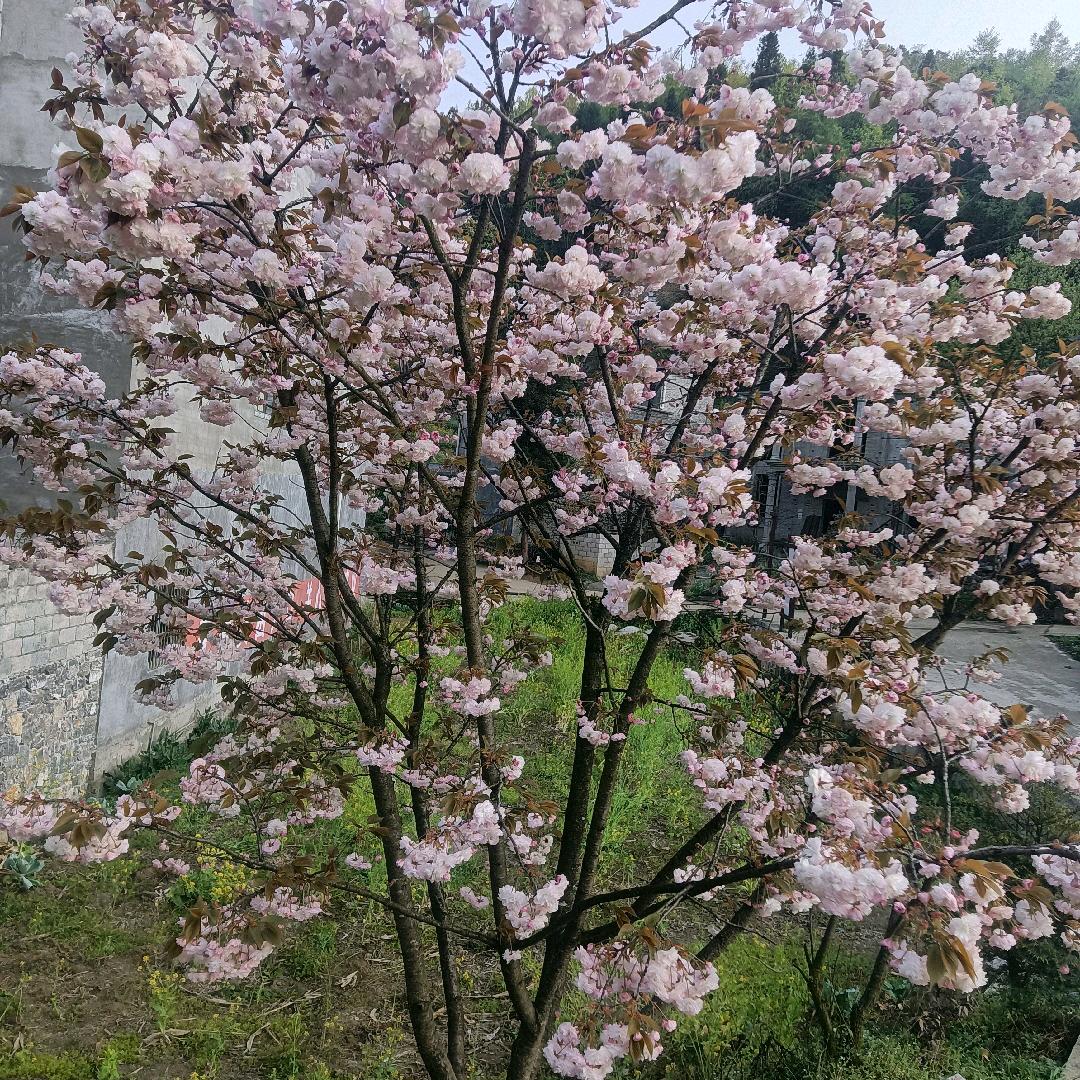 红颜祸水