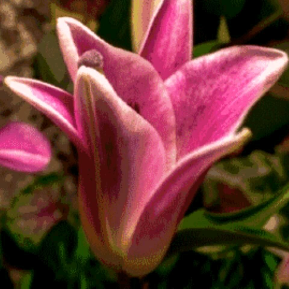 静赏花开🌹🌺