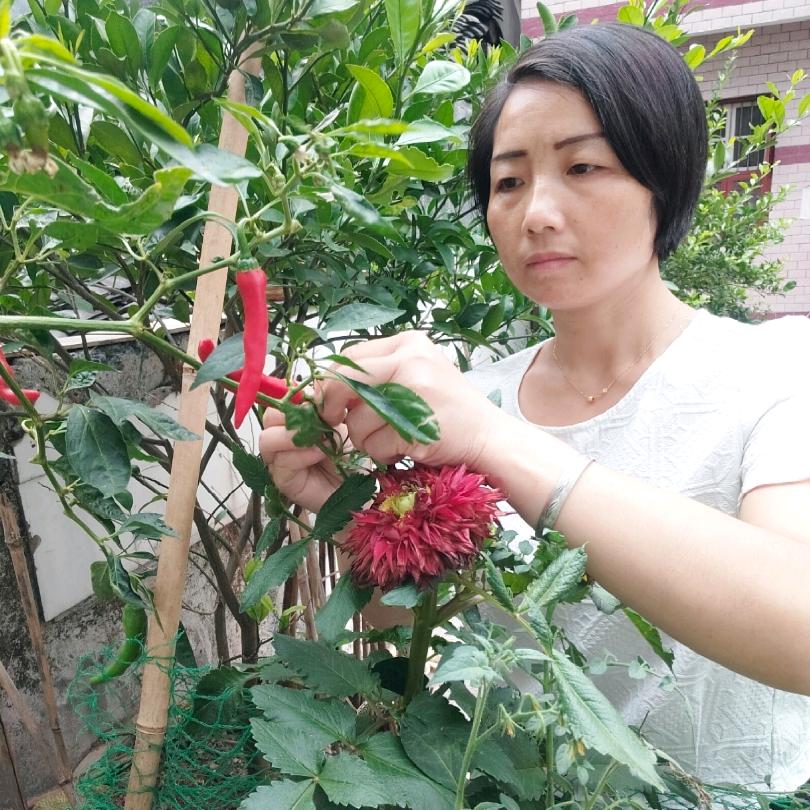 （湘）田姐